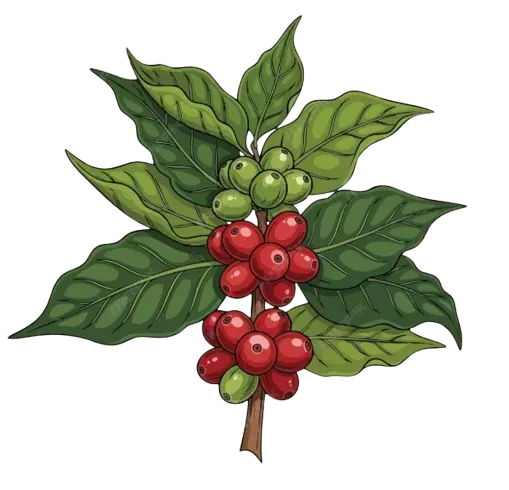 Comilla decorativa planta de café